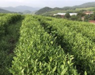 茶葉基地